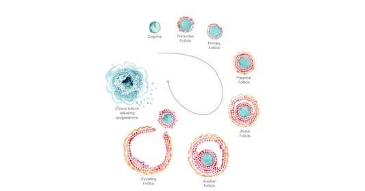 Progesterone and Pregnancy